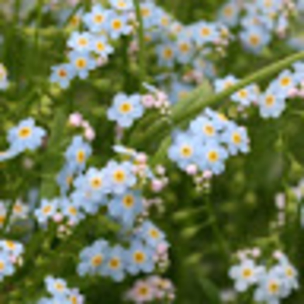 Meet your Posher, Iris